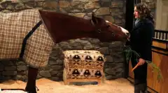 Две девицы на мели 1 сезон 13 серия